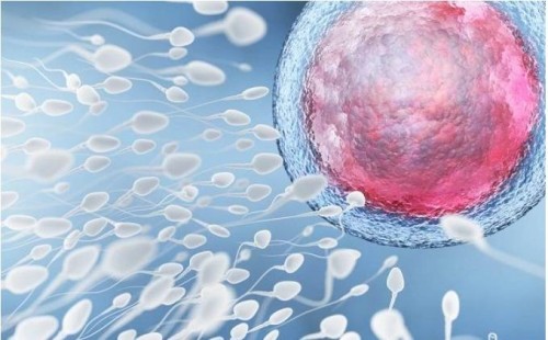 凍精和鮮精哪個進(jìn)行配胚胎好？
